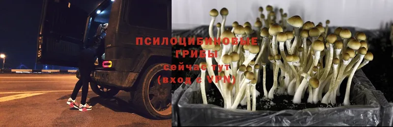 Псилоцибиновые грибы Psilocybine cubensis  купить  сайты  mega ONION  Наволоки 